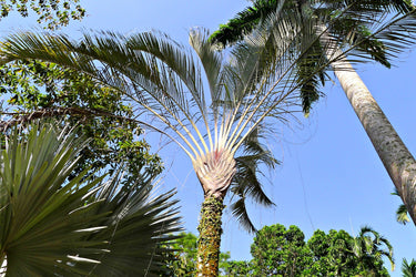 10 TRIANGLE PALM TREE Dypsis Decaryi Rare Tropical from Madagascar Seeds